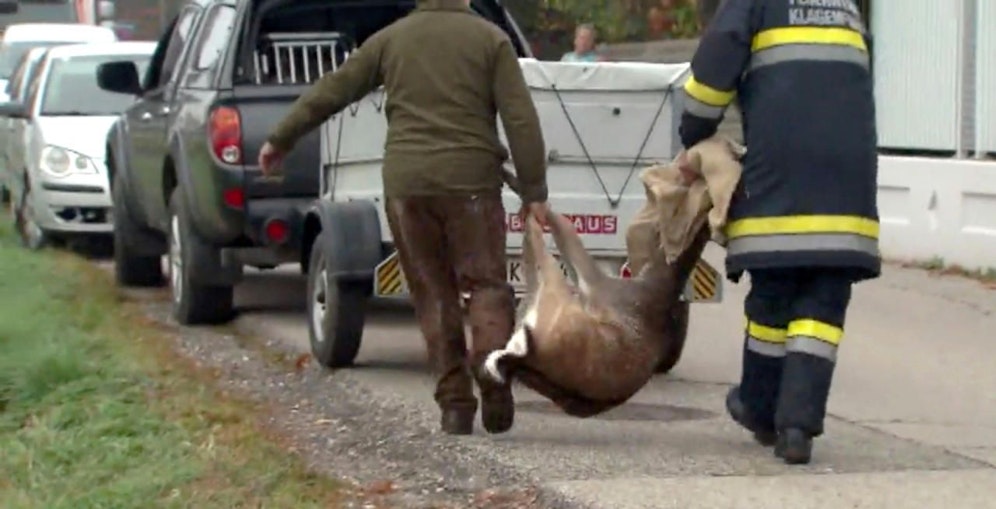 Wild(e) Szenen im Klagenfurter Morgengrauen. 