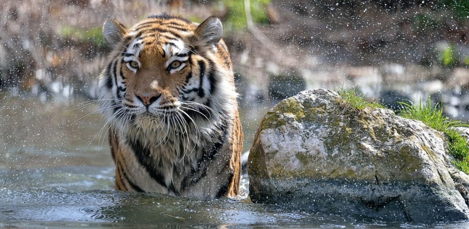 Tiger mit Zahnweh trotz Behandlung verstorben