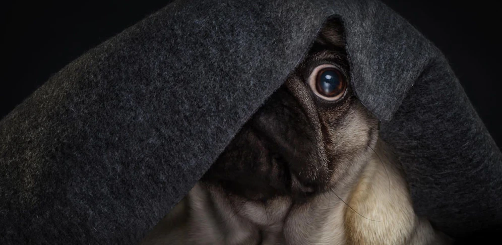 Wieso stiehlt jemand einen Mops?