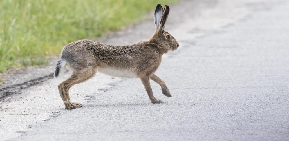 Der Burgenländer wollte dem Feldhasen ausweichen und verunglückte dabei.