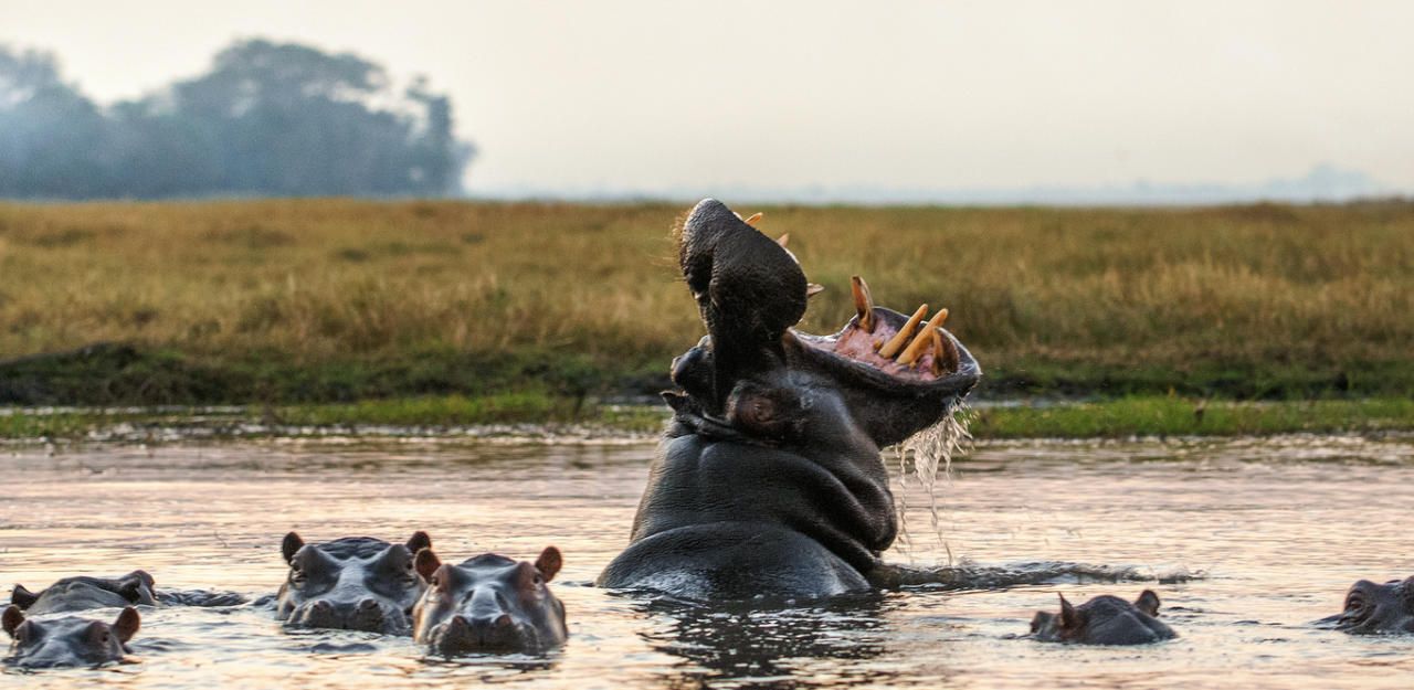 Die vergessenen Nilpferde von Pablo Escobar - Inhalte | heute.at