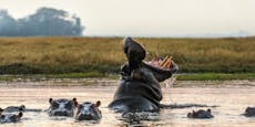 Umsiedlung von Escobars Kokain-Hippos kostet Millionen