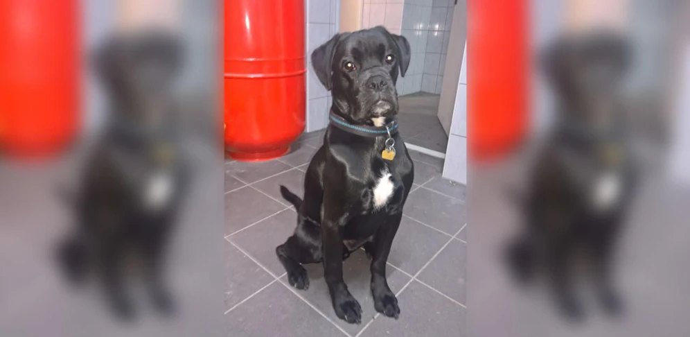 "Tyson" wird seit 16. März vermisst. 