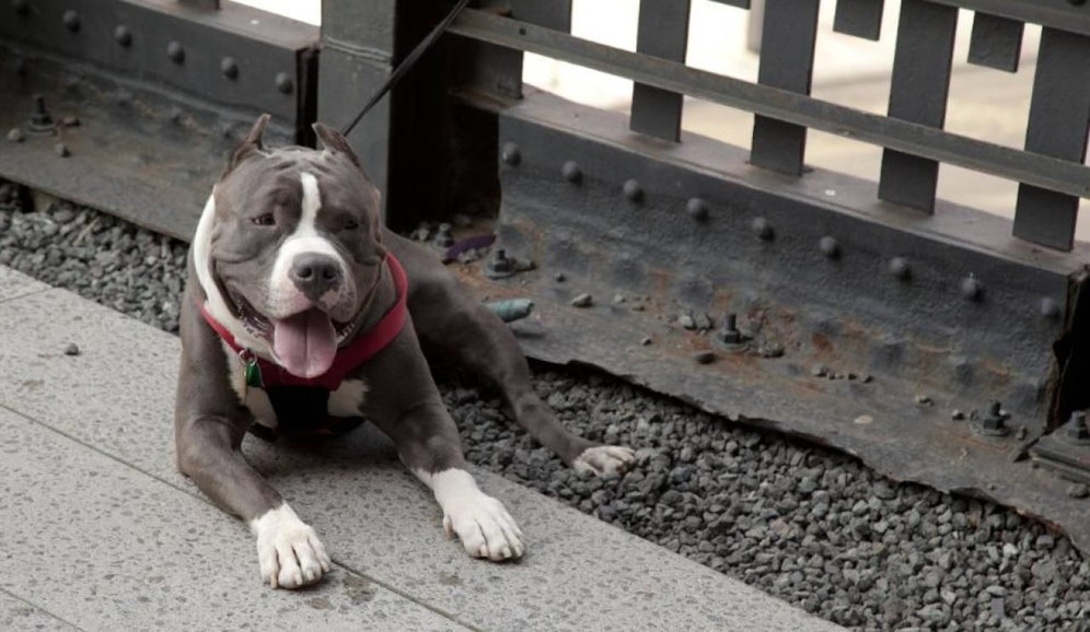 Kampfhund an der Leine