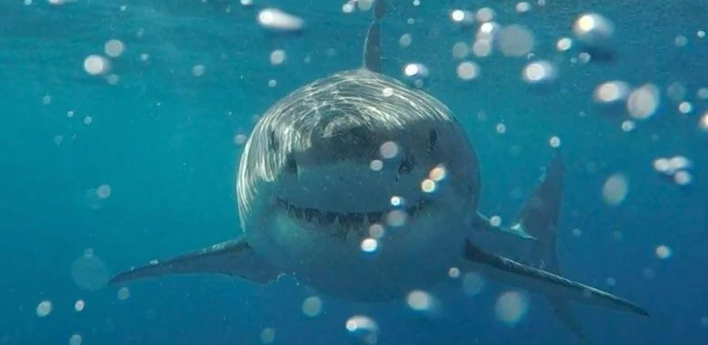 Haikäfigtauchen in Australien: "Ein unvergesslicher Moment"