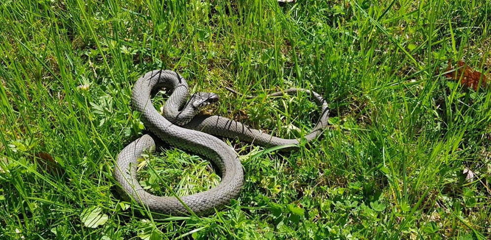 Das Reptil hatte sich unter der Motorhaube eines Autos versteckt. Die Feuerwehr Puchheim (Bez. Vöcklabruck) musste anrücken. 