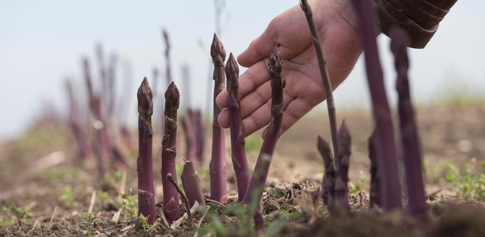 Symbolfoto von Spargel aus dem Marchfeld.