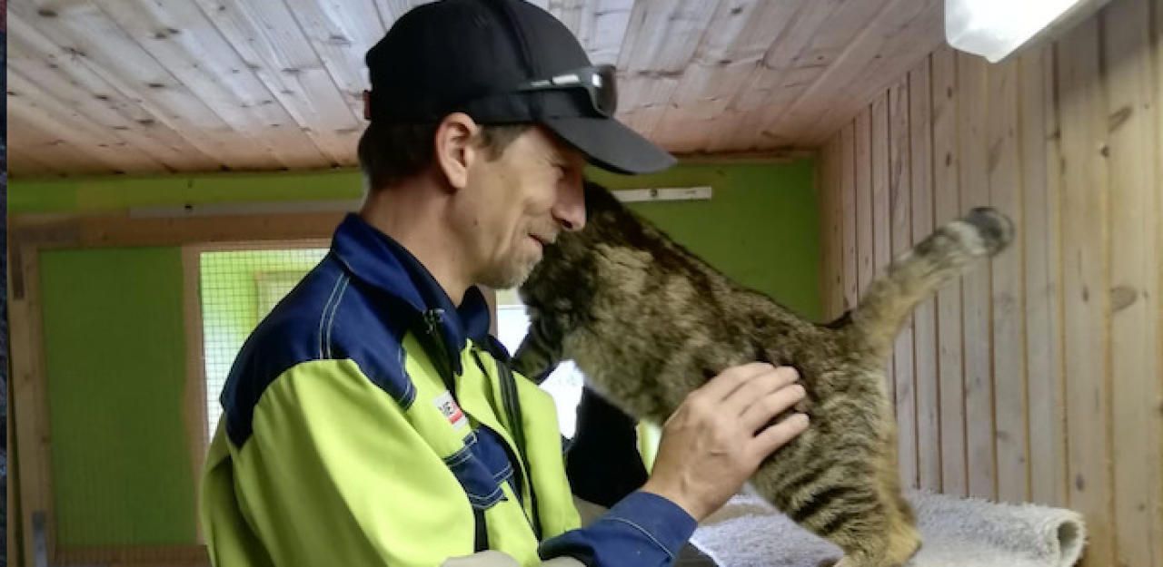Heute.at - Riesen-Ansturm auf neuen Katzenstreichler-Job