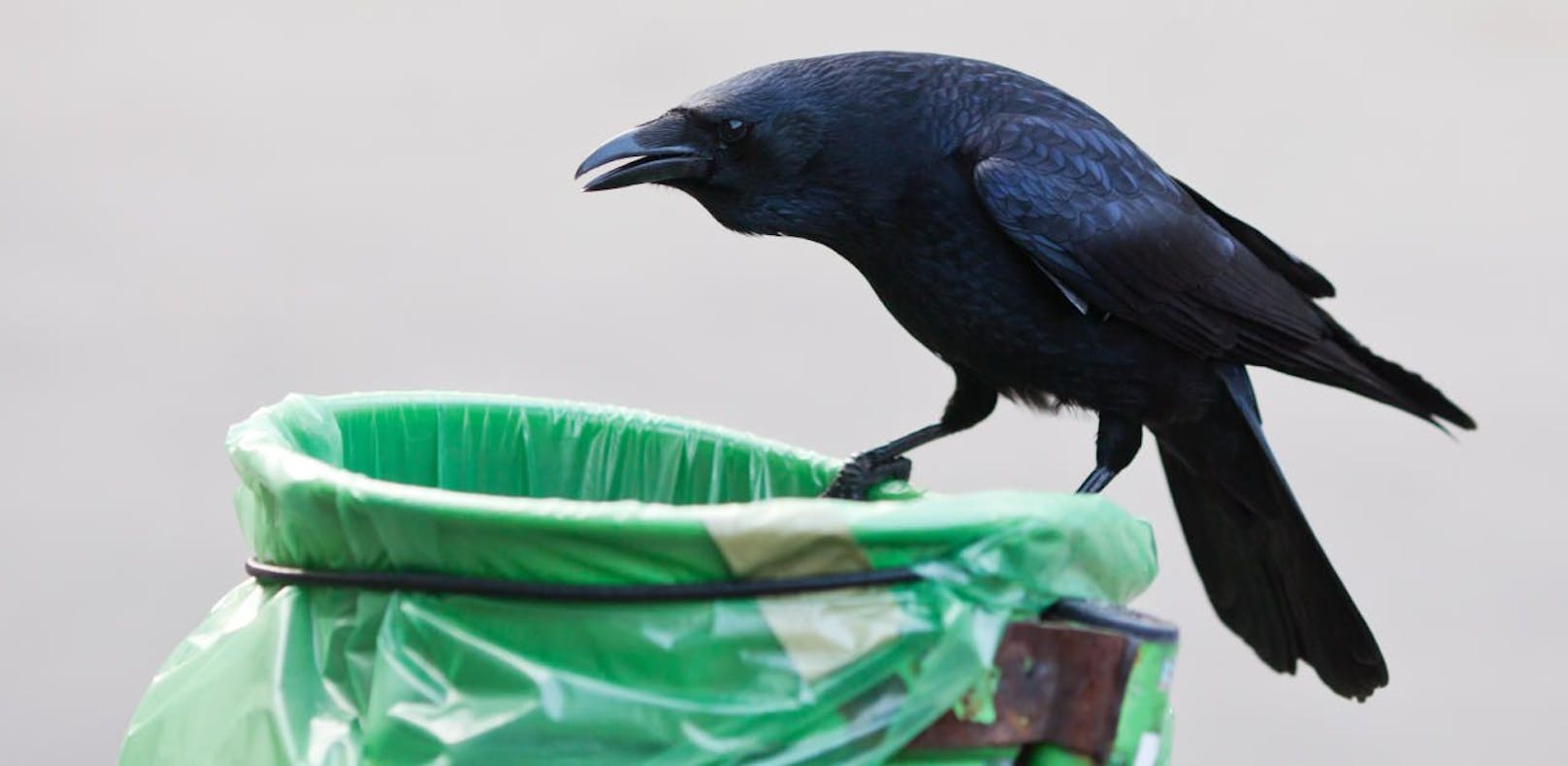 Die Vorliebe von Krähen, sich über Müll der Menschen herzumachen, will ein Start-up aus den Niederlanden ausnutzen: Die Vögel könnten helfen, die Innenstädte sauberer zu machen.