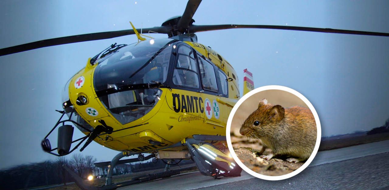 Heute.at - Griff in Wühlmaus-Falle: Bub (2) schwer verletzt
