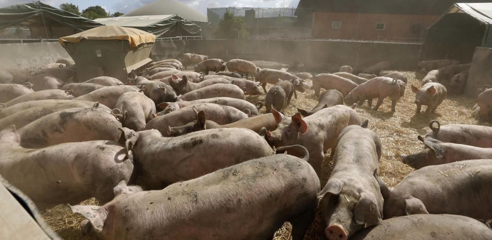 Schweinepest breitet sich in Rumänien aus