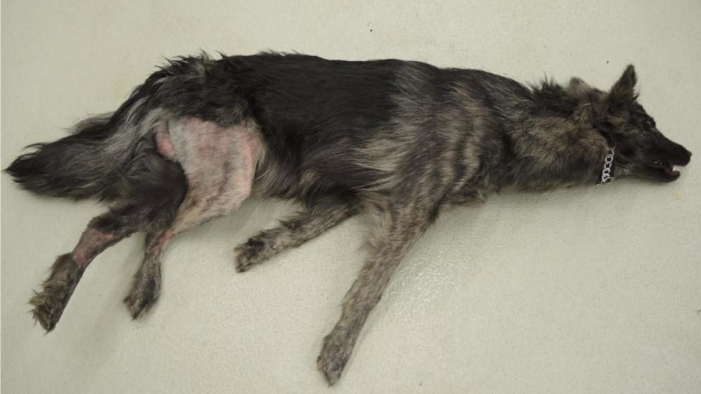 Die Polizei veröffentlichte dieses Bild des toten Hundes