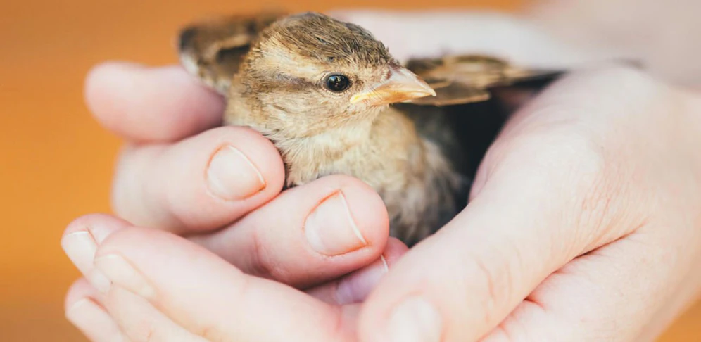 Die Tierrettung warnt: Es kann nicht jedem Vogel derzeit geholfen werden.