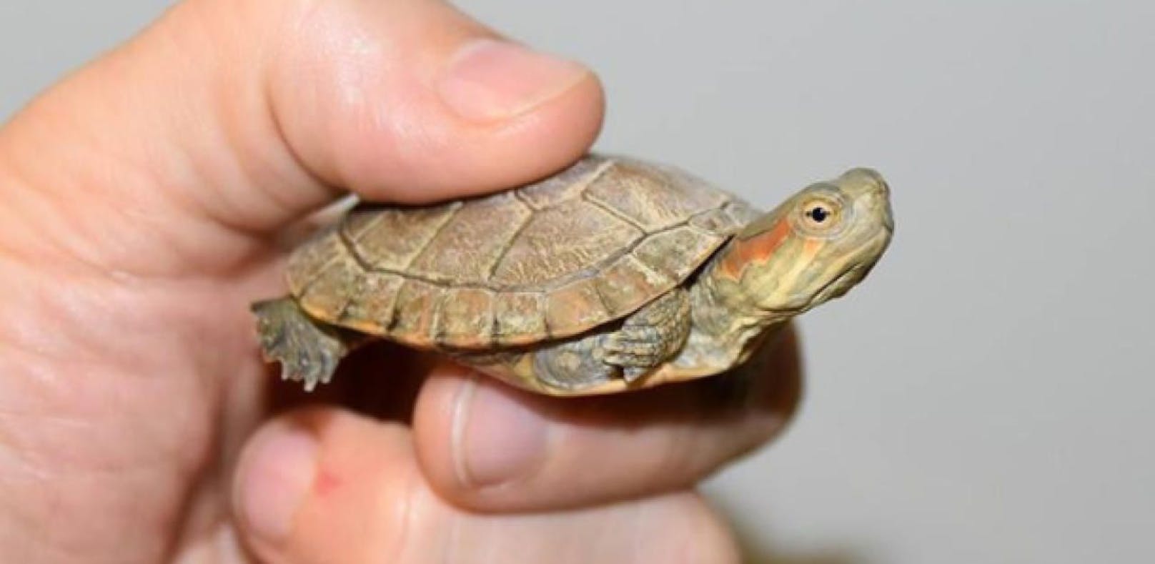 Diese Mini-Schildkröte wurde in einem Flugzeug ausgesetzt.
