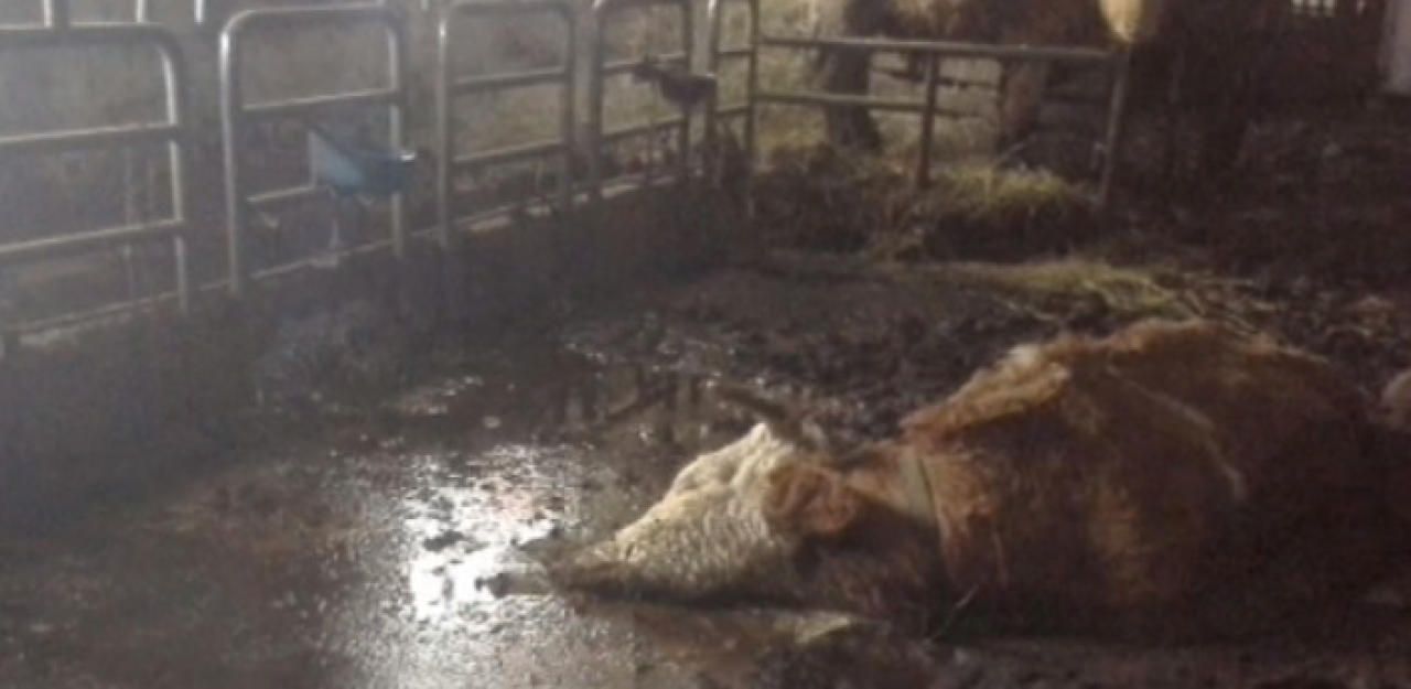 Heute.at - Wie konnten tote Kühe tagelang im Dreck liegen?