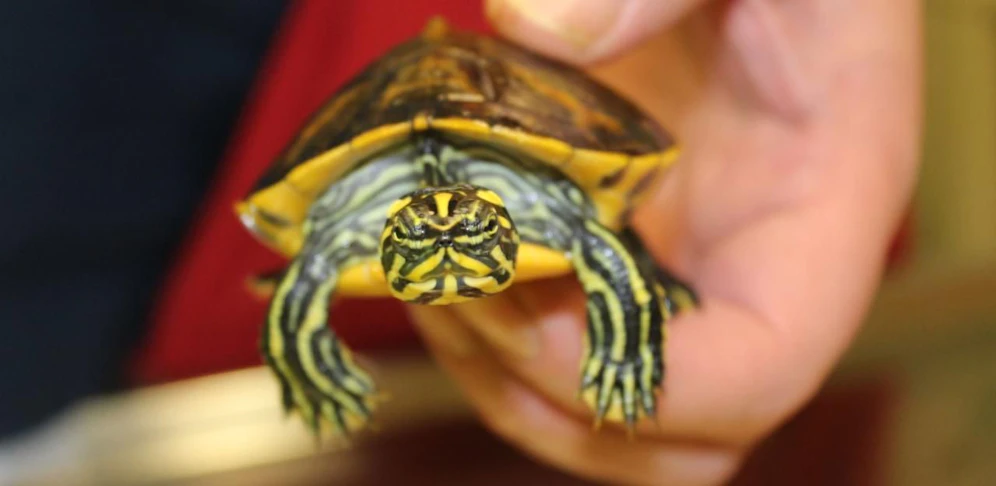 Eine der beiden geretteten Schildkröten.