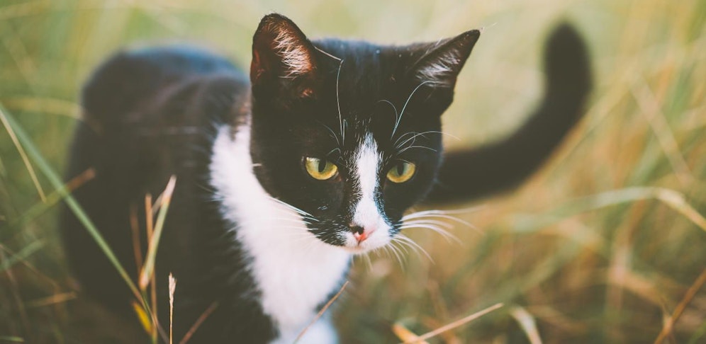 Die Katze wurde mit einem Kleinkalibergewehr angeschossen.