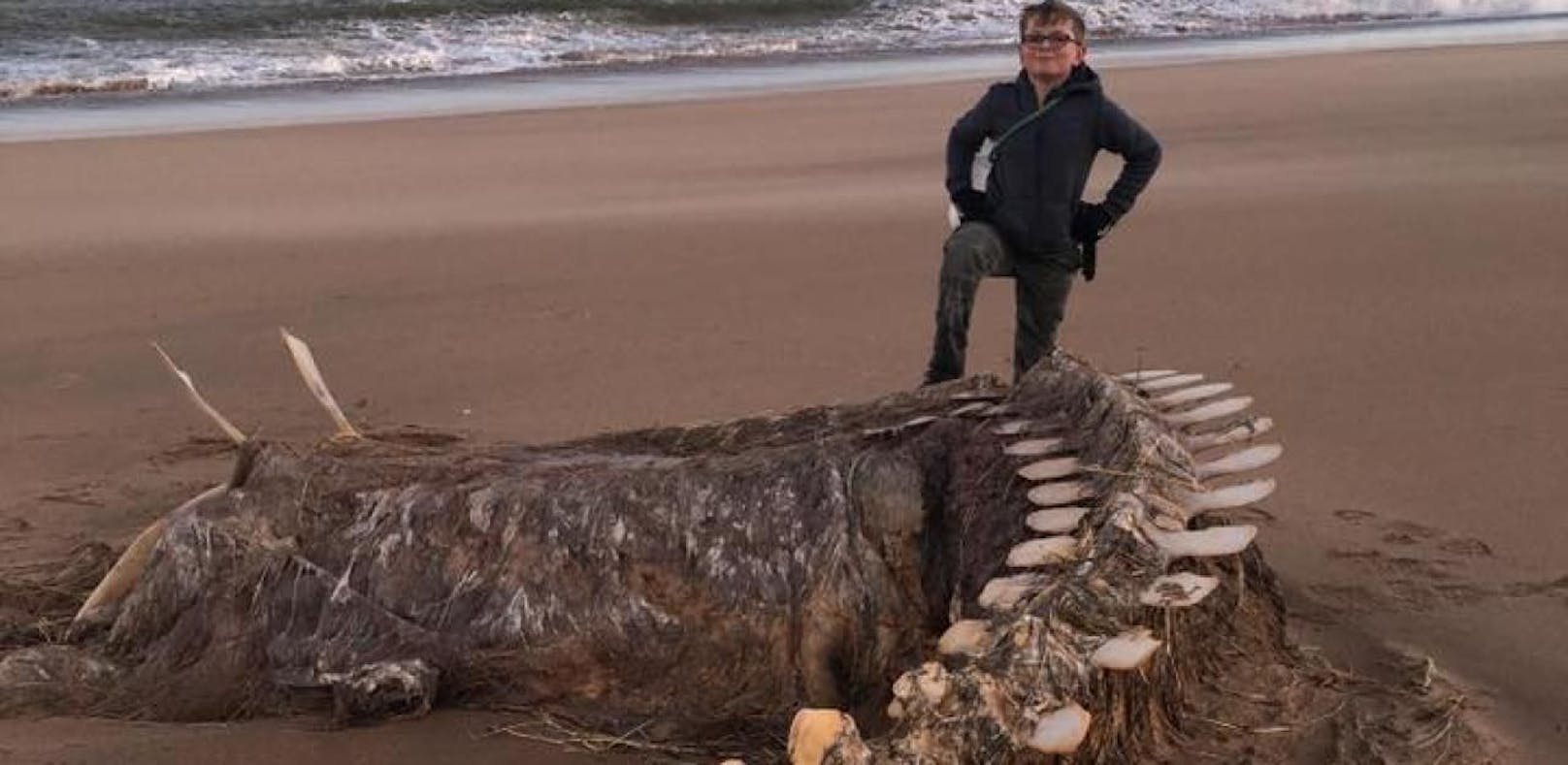 Ein gigantisches Skelett wurde während eines Sturms an einen Strand nahe Aberdeen (Schottland) gespült. Ist es Nessie?