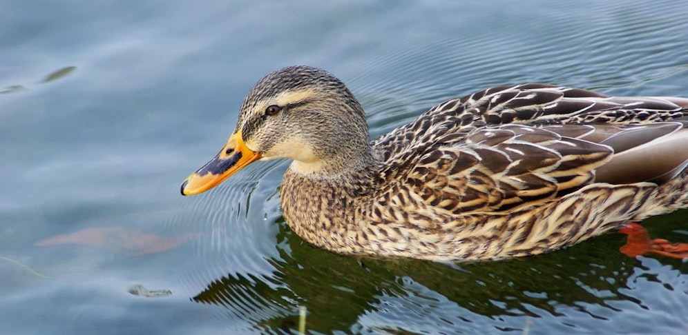 Enten haben den Badeteich in Besitz genommen.