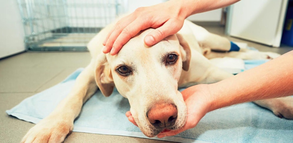 Bereits in der Vergangenheit waren immer wieder Hunde in Pernitz betroffen.