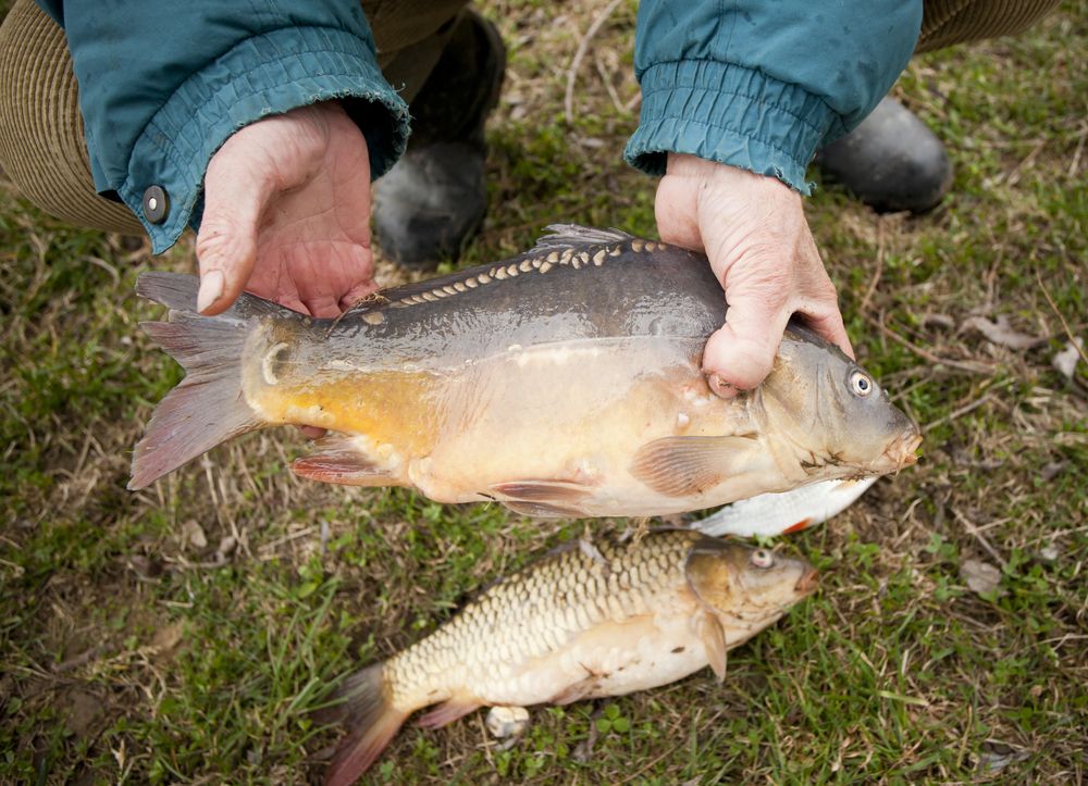 Viel mehr tote Fische, als bisher gedacht (Archivfoto).