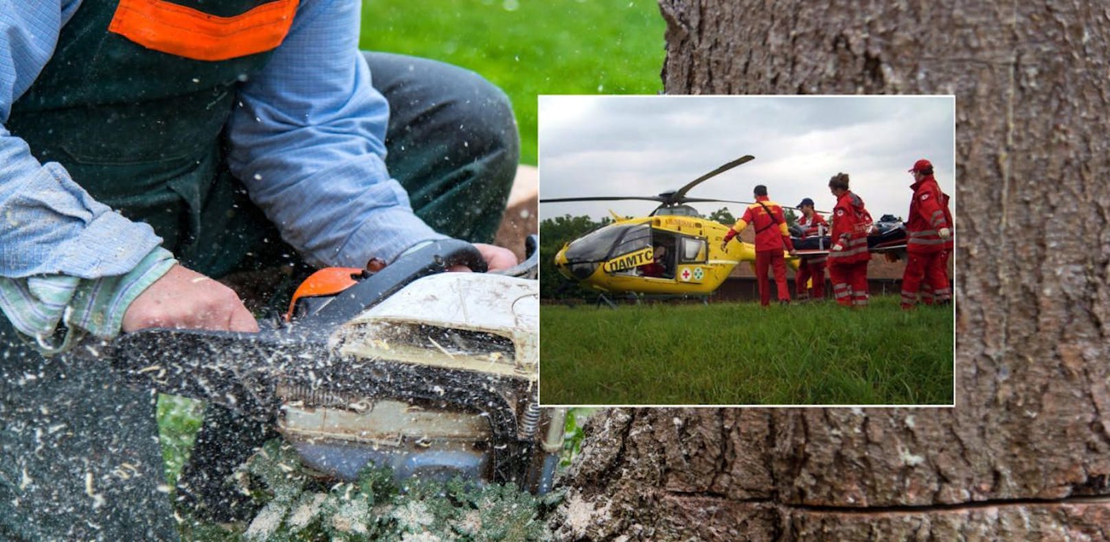 Schwer verletzt: Baum fiel bei Forstarbeiten auf Mann