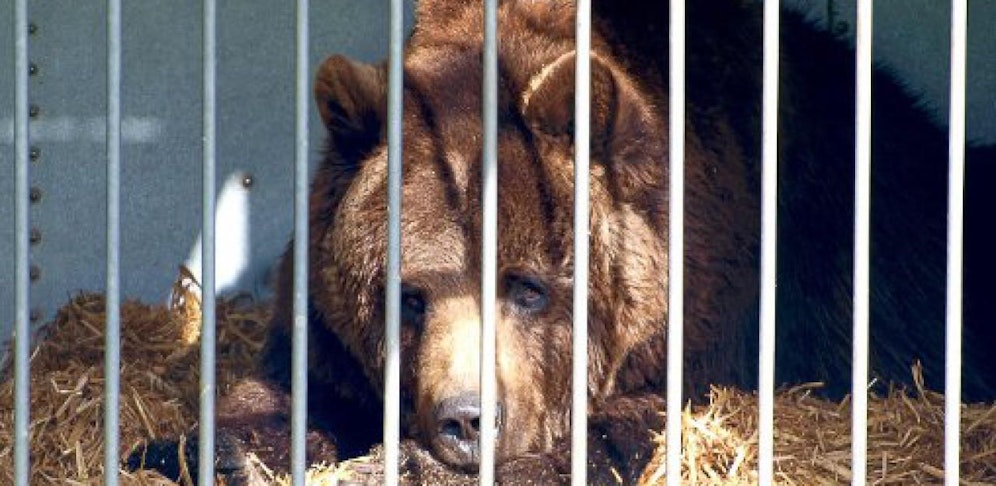 Die private Haltung von Braunbären wird in Österreich bald nicht mehr legal möglich sein.