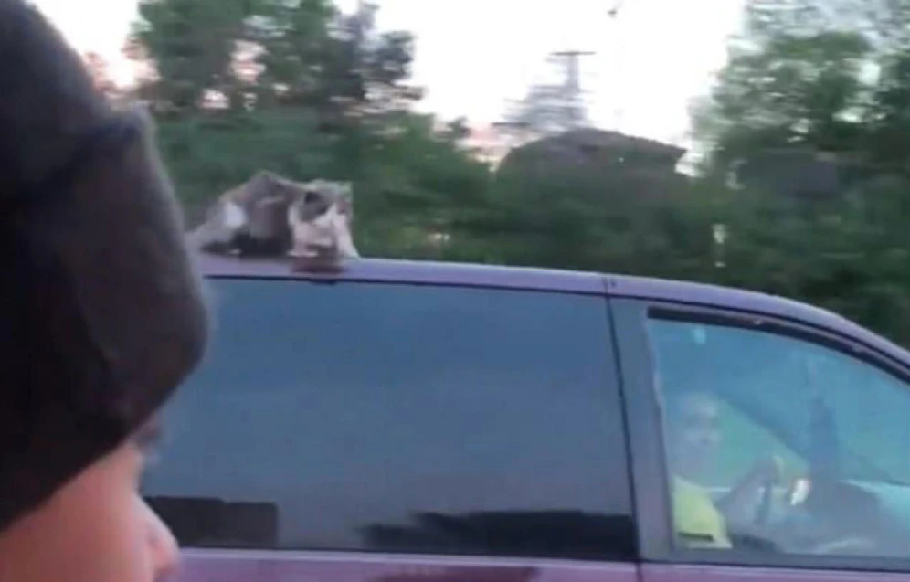 Surfin' USA? Katze "Rebel" am Autodach bei Tempo 100. Sie konnte gerettet werden. 