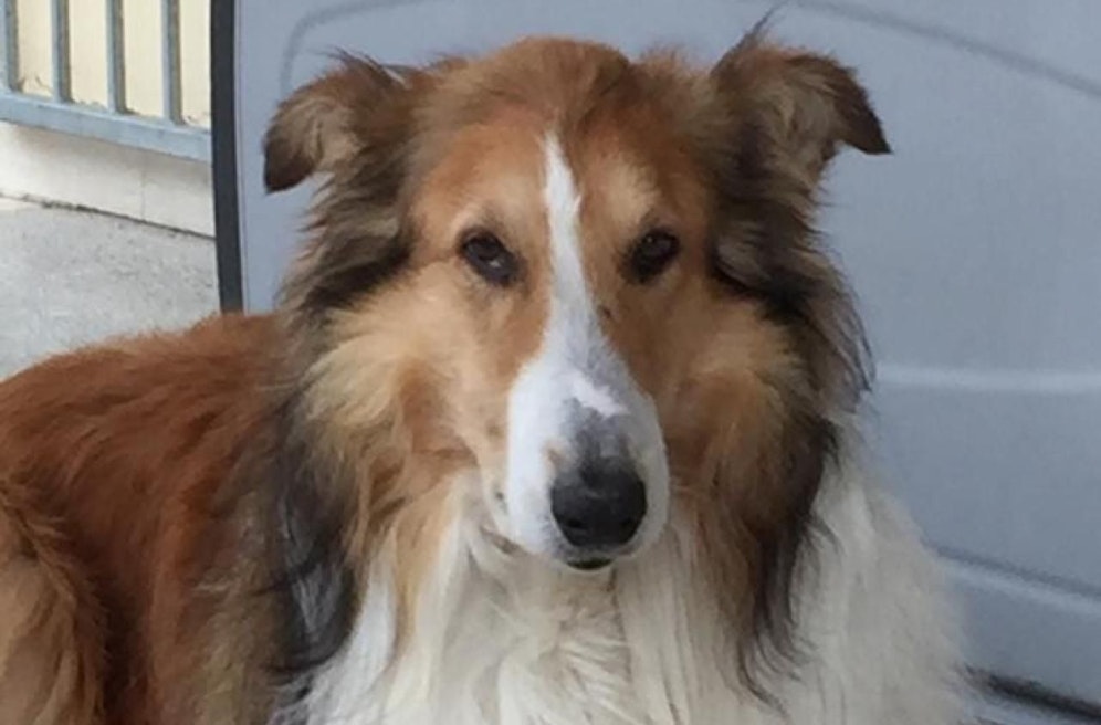 Hund Erick folgte seinem toten Herrchen bis zum Leichenhaus