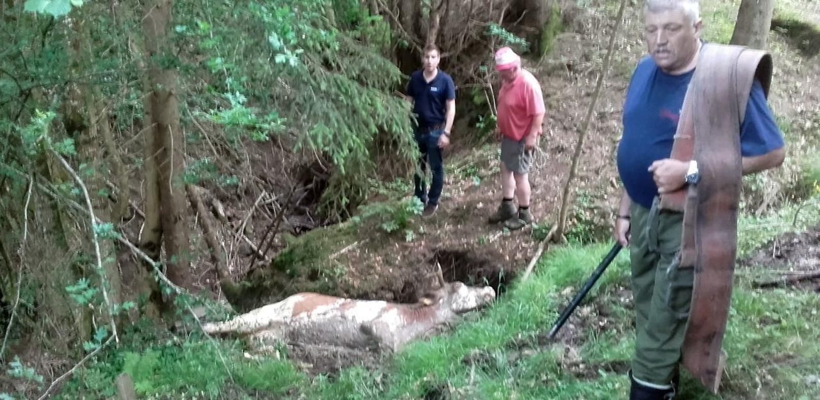 Tierdrama in Lilienfeld: Kuh steckte im Sumpf fest