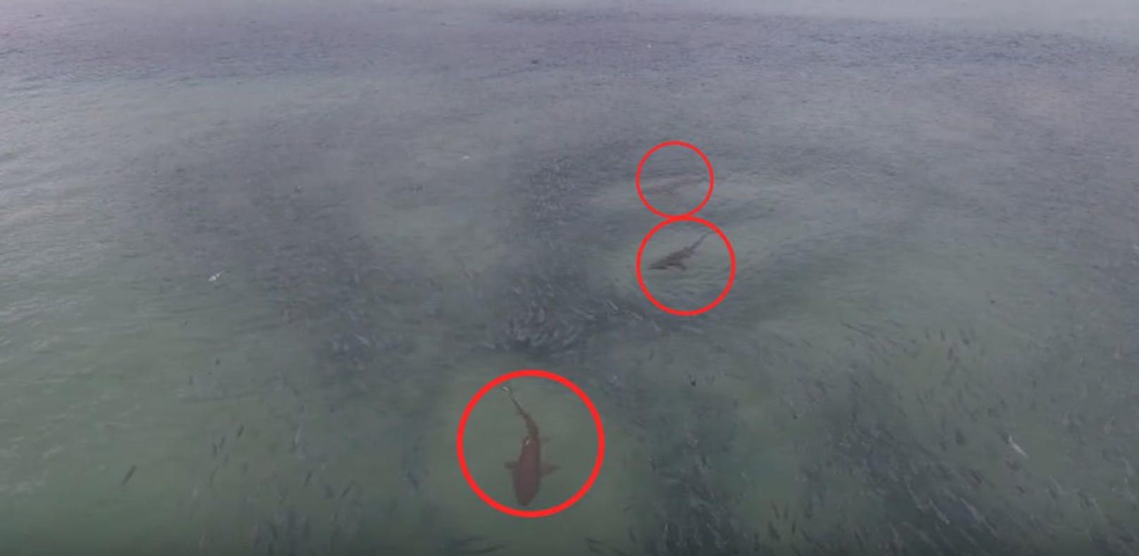 Drohne filmt: Haie fressen sich durch Fischschwarm