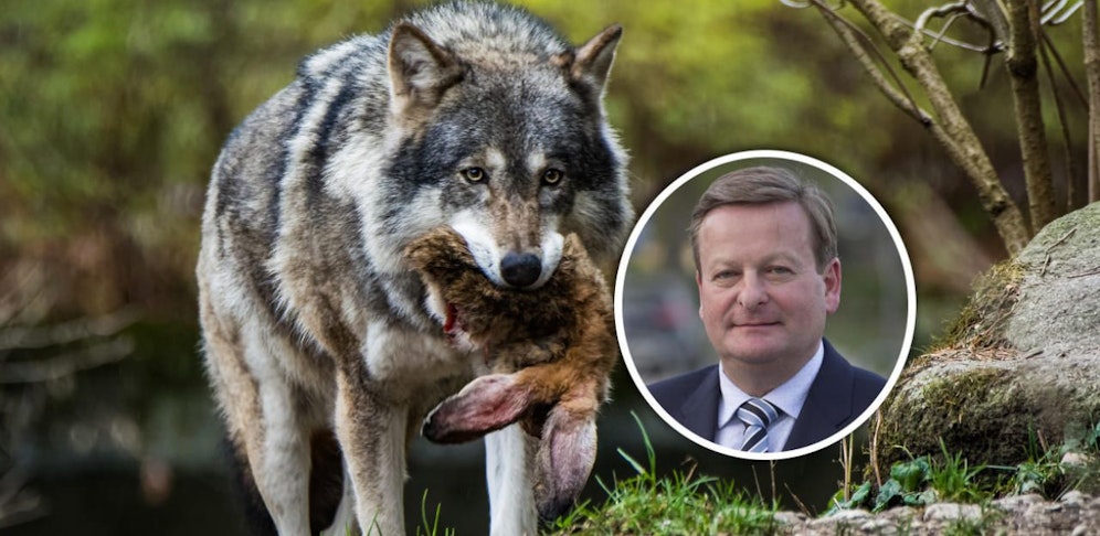 Allentsteig will Wölfe auch abschießen lassen, wenn sie zum Problem werden.