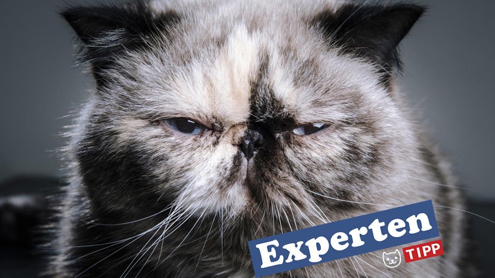 Stimmt das? Pinkeln Katzen aus Protest neben das Kistchen, auf den Teppich, auf das Gewand, in die Schuhe oder auf das Sofa? Katzenpsychologin Martina Roth klärt auf. 
