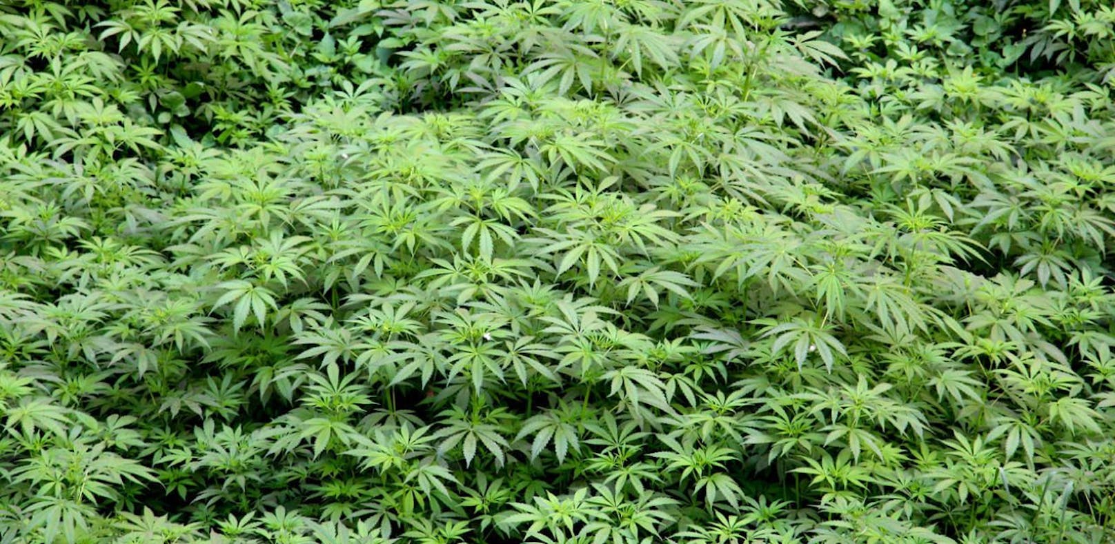 Polizei "erschnüffelt" Cannabis-Plantage