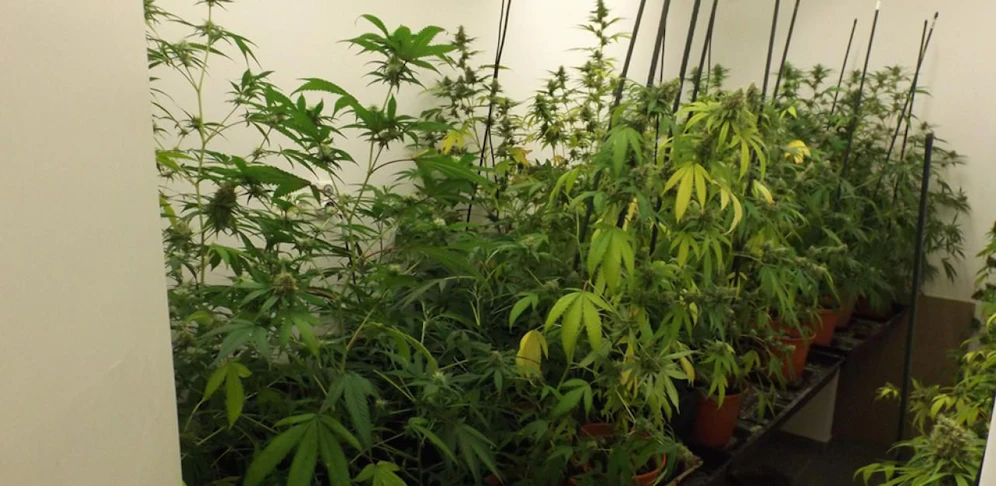 Der 42-Jährige transportierte 20 Kilogramm Marihuana von Wien nach Bayern (Symbolbild)