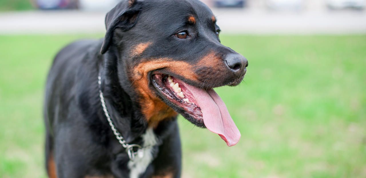 Heute.at - Rottweiler attackierte Mutter und Söhne (1, 3)