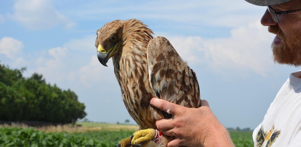 Heute.at - Kaiseradler Alois ist tot, Polizei jagt den Täter