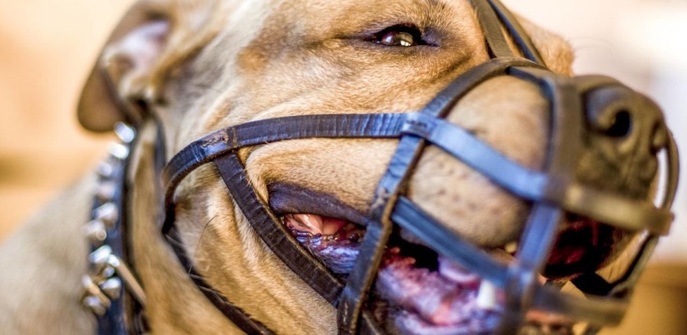 Eine Maulkorbpflicht an allen öffentlichen Orten gilt außerdem für bissige Hunde - das sind jene Hunde, die bereits einmal einen Menschen oder Artgenossen gebissen haben.