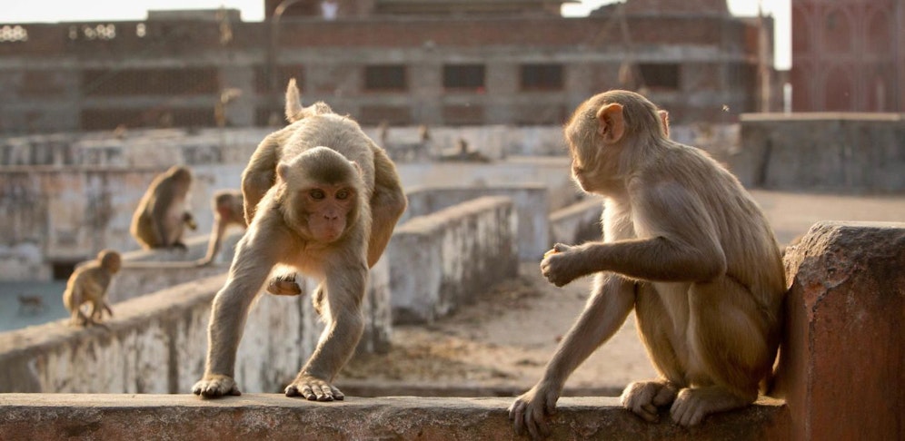 Der Kampf ist eröffnet.