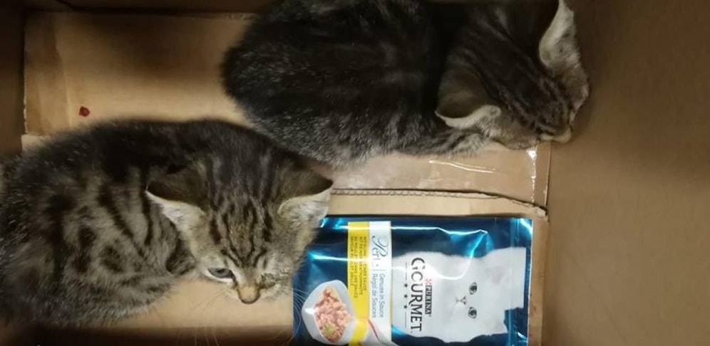 Die beiden Katzerl, die überlebten.