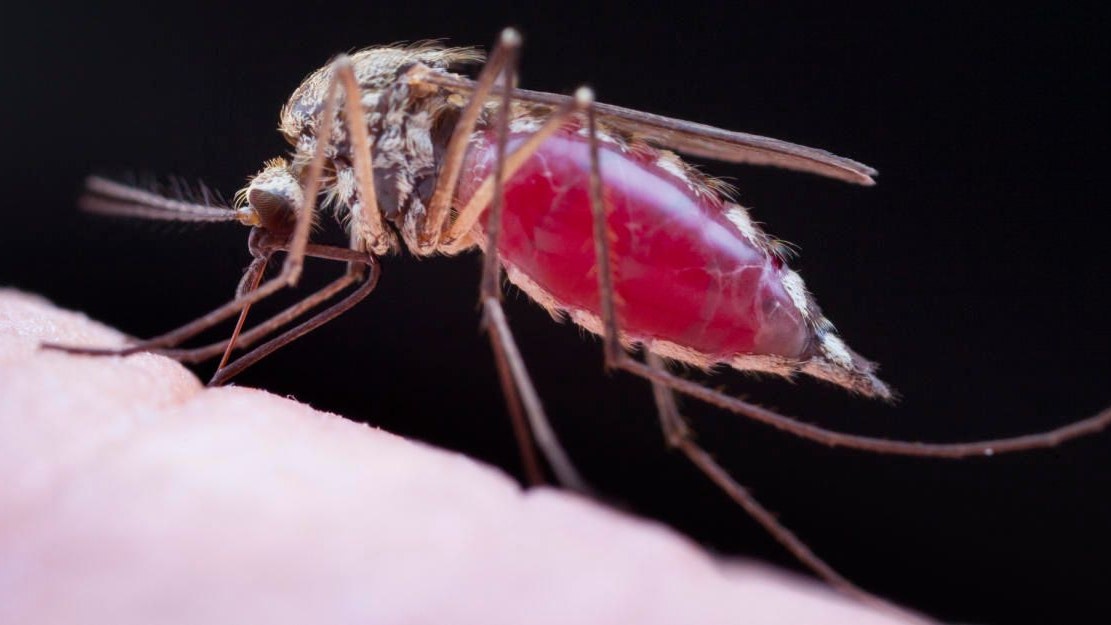 Heute.at - Tropen-Virus grassiert – schon fünf Tote in Italien