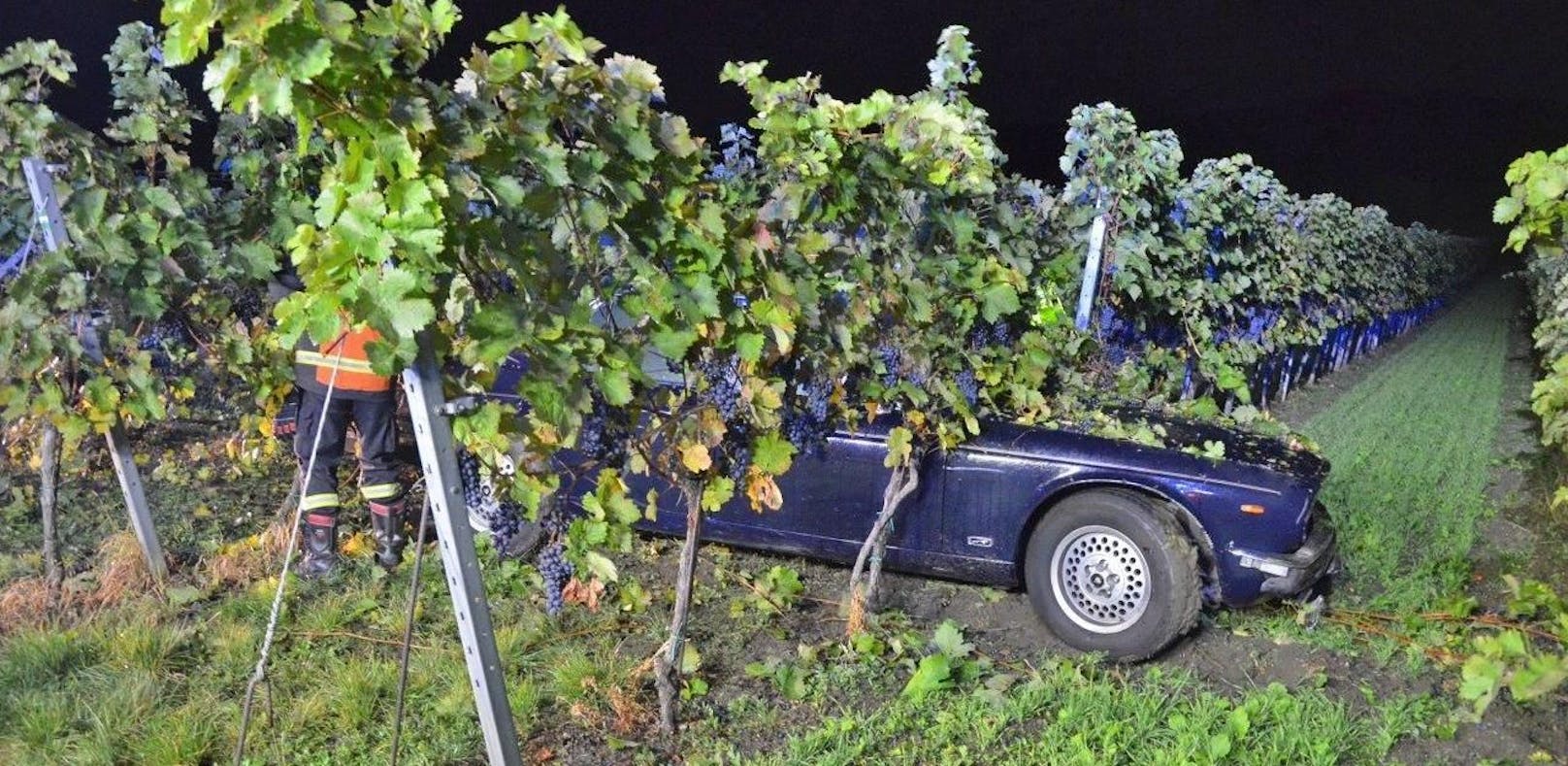 Hier raste Jaguar in einen Weingarten
