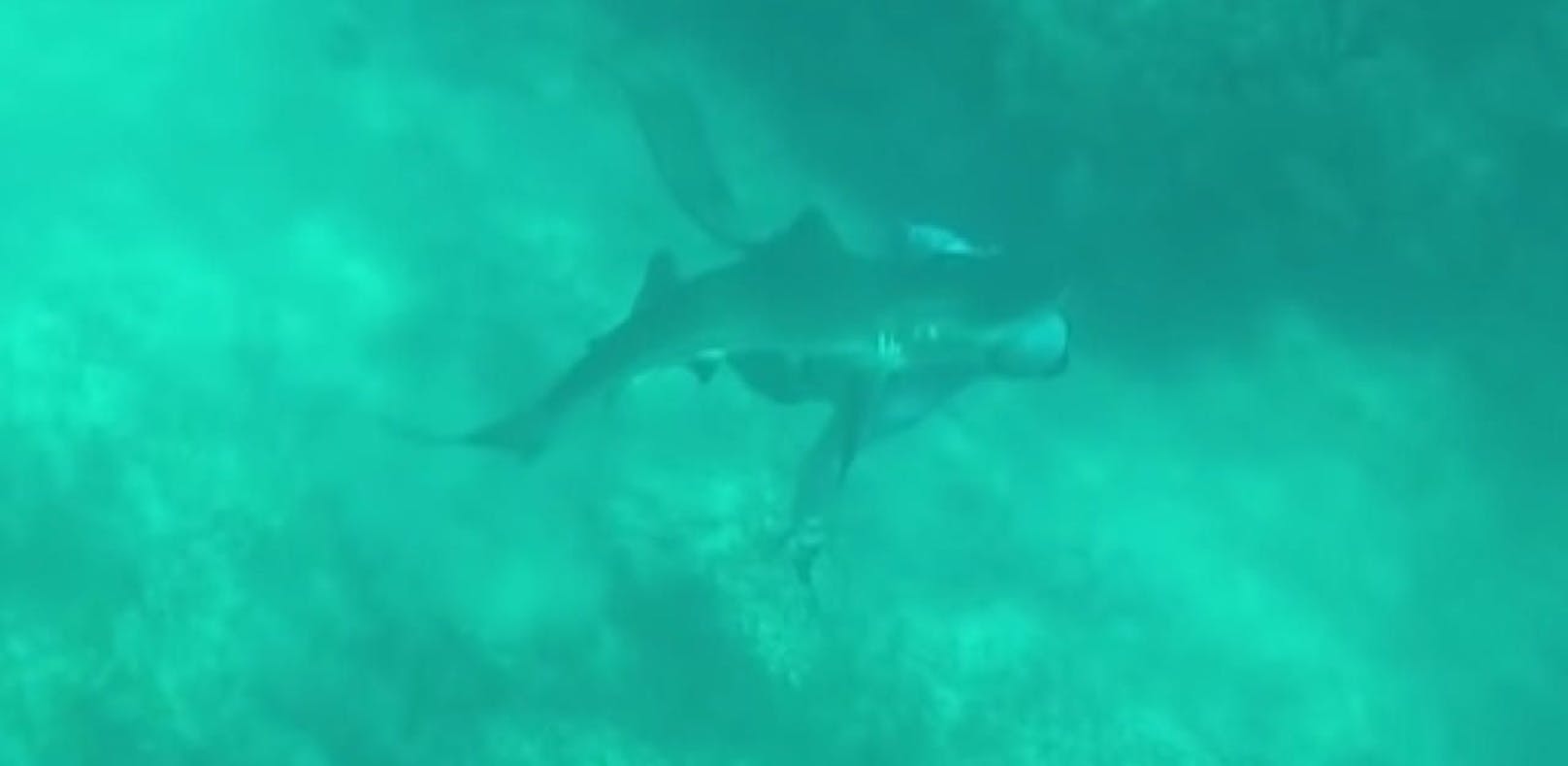 Haifisch beißt US-Taucher in den Kopf