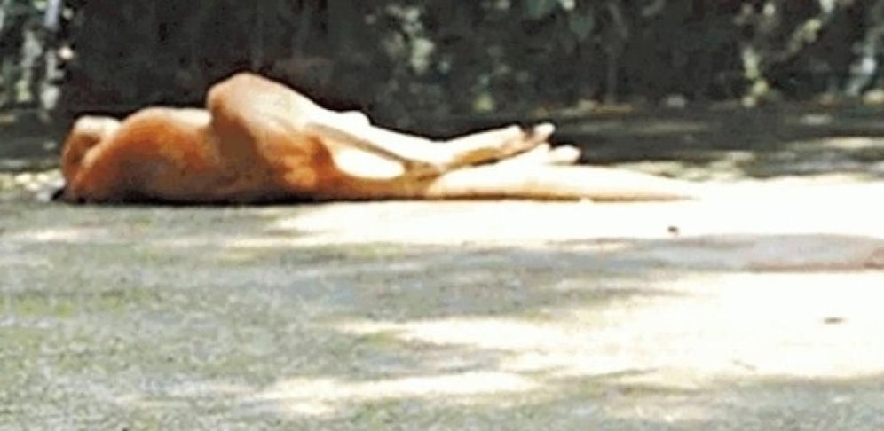 Dieses (unverifizierte) Bild aus sozialen Medien soll das tote Känguru zeigen.