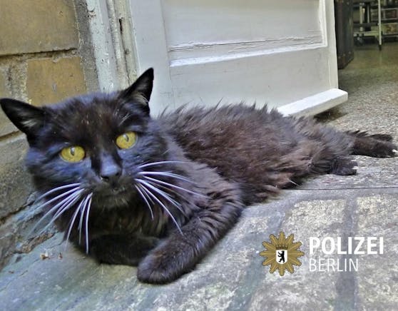 Völlig zerstruwwelt wurde Kater "Kimba" am Freitag bei der Berliner Polizei abgegeben.