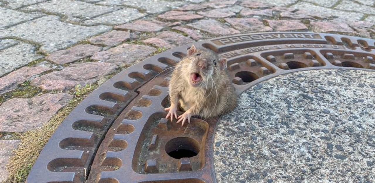 Heute.at - Kanaldeckel-Ratte wird zum Merchandise-Star