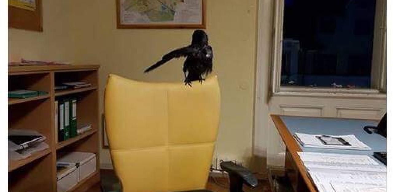 Heute.at - Bad Fischau: Rabe sitzt jetzt im Ortschef-Sessel