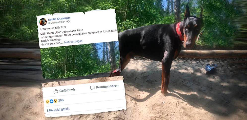 Der Steyrer Daniel Kitzberger sucht verzweifelt nach seinem Dobermann "Rio". Sein Suchaufruf auf Facebook wurde schon fast 4.000 Mal geteilt.