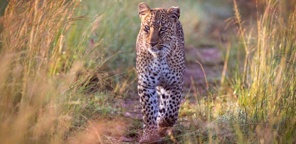 Beautiful female leopard in early morning light - Masai Mara national park, Kenya