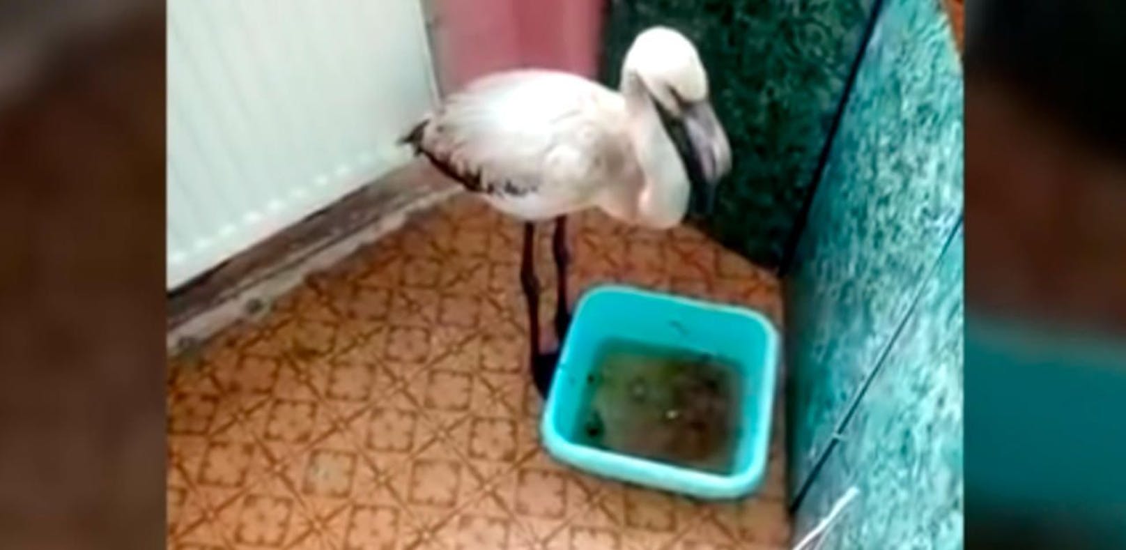 Flamingo biegt falsch ab, crasht in Sibirien